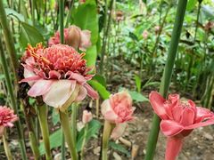 -中国科学院西双版纳热带植物园