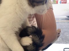 -艾吉宠物医院·疑难杂症转诊中心·猫友好(碧江路院)
