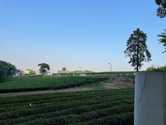 -龙坞茶村