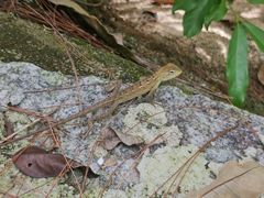 -广州白江湖森林公园