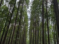 -黄海国家森林公园