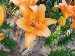 -石家庄市植物园