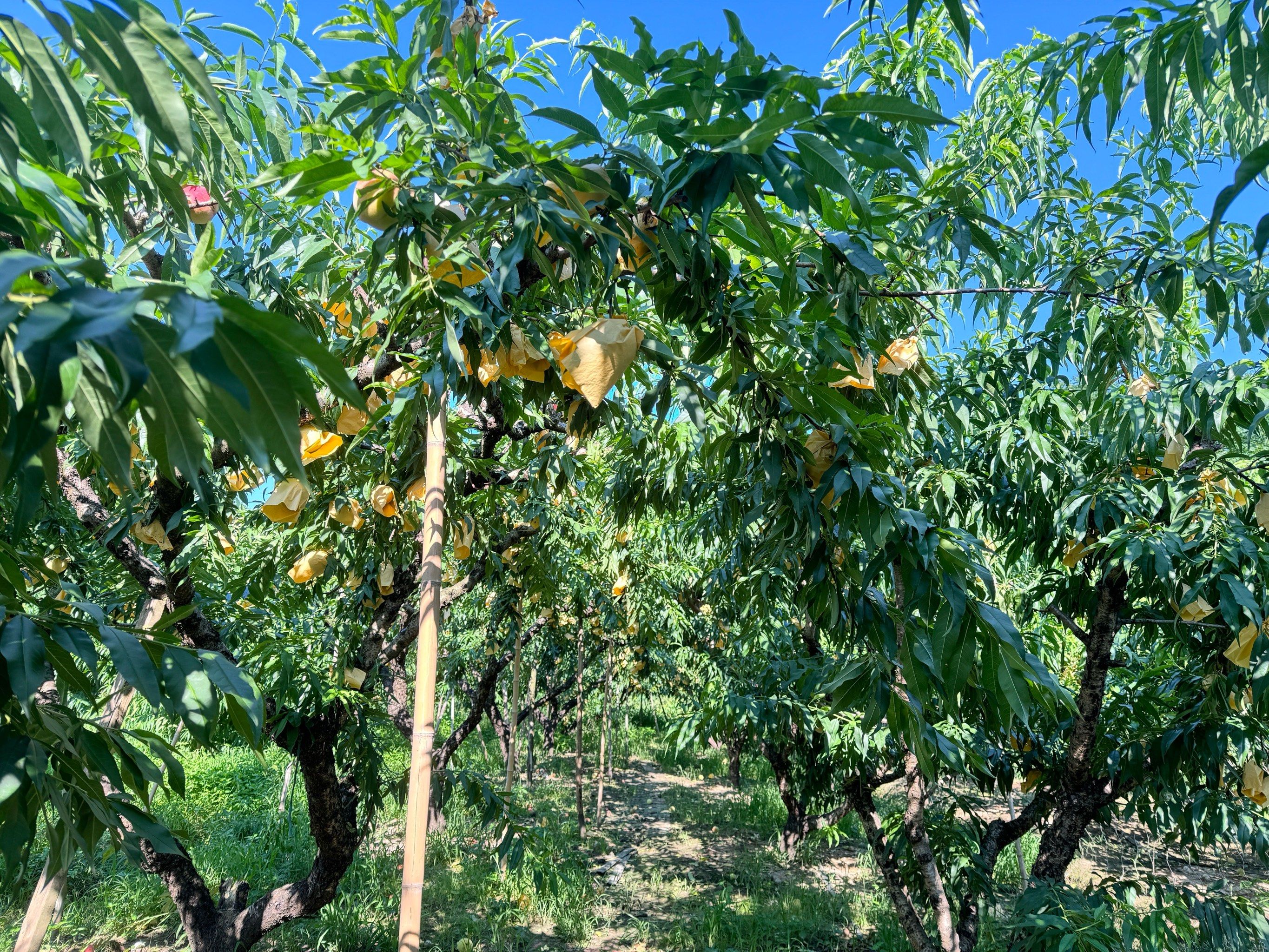 明媚果园采摘乐