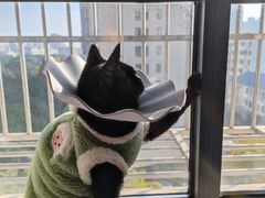 -关爱宠物医院·猫科中心·消化科(滨湖万达分院)