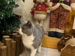 -Catmate·猫肥家润(金润铂宫店)
