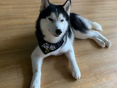 海参-Husky Go! 哈士奇体验馆·宠物咖啡厅狗咖