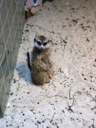 -Moni星球萌宠·小马宝莉·灵蛇·高端高阶全萌宠互动体验俱乐部(红豆国际广场店)