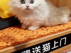 -欣宠猫屋·矮脚拿破仑·蓝金金渐层