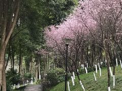 -龙头寺公园