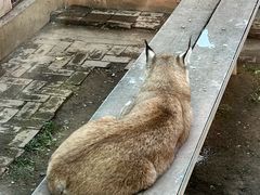 -青藏高原野生动物园