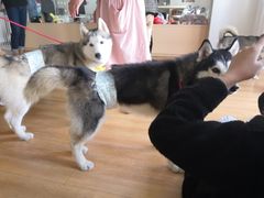 -Husky Go! 哈士奇体验馆·宠物咖啡厅狗咖