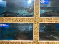 -大河宴·椒麻鱼火锅(克拉玛依西路头宫店)