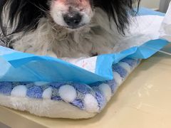 -仁普宠物诊所(住友昌盛新苑店)