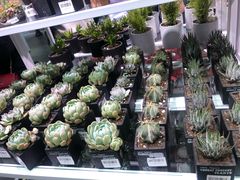 -KKV(深圳宏发大仟里店)