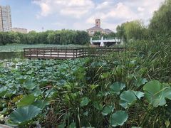 -新江湾城公园