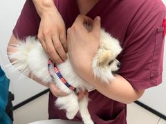 -艾贝尔宠物医院 ·中兽医·宠保定点(北门桥店)