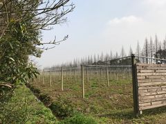 -上海长兴岛郊野公园