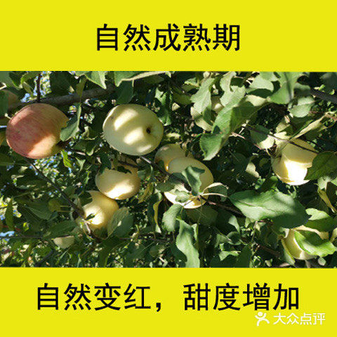 十一，来门头沟爬山、摘苹果