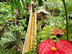 -正佳雨林生态植物园