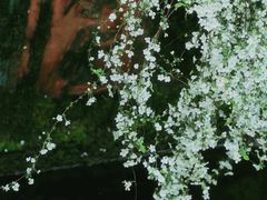 -中国茶叶博物馆(双峰馆区)
