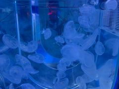 -左海海底世界