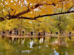 -金塔沙漠胡杨林景区