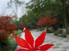 -灵隐飞来峰景区