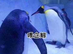 -海合安成都极地海洋公园