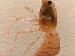 -酒久自助料理(佳兆业店)
