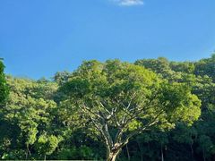-深圳仙湖植物园