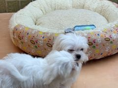 -帕帕拉兹宠物(亚洲旗舰店)