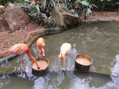 -海南热带野生动植物园