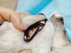-爱佳宠物中心医院24H·CT·骨外科·猫专科(瑶海万达店)