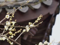 -香雪海