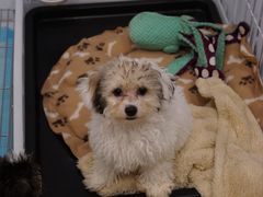 -有喵·猫咖·狗咖·40+猫狗有小奶狗(岗厦店)