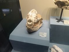 -天津自然博物馆