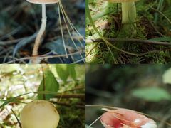 -大理董·董家小厨野生菌火锅(古城旗舰店)