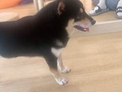 -南京Hallo宠物乐园·哈罗犬舍·柴犬繁育基地