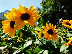 -长白岛森林公园