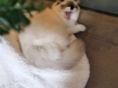 -优米宠物美容(体育场路店)