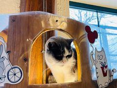 -猫小院猫主题餐厅(南锣旗舰店)