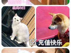 -猫色咖啡·猫咖