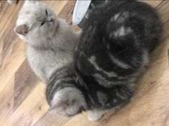 -袖虎·猫馆(体育西路店)