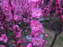 android_upload_pic-景山公园