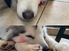 -汪说·狗咖(旺城大厦店)