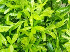 -螃蟹岬(地铁站)