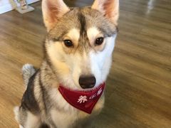 养乐多-Husky Go! 哈士奇体验馆·宠物咖啡厅狗咖