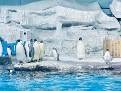 -海合安武汉极地海洋公园