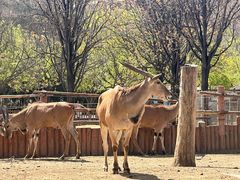 -石家庄市动物园