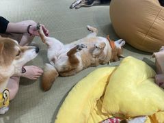 -逗柴咖啡屋·狗咖猫咖宠物桌游